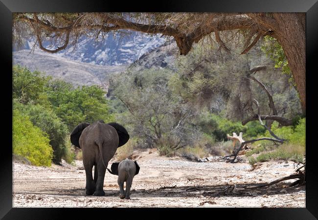 Desert elephant and calf. Hoanib River, Namibia Framed Print by Frances Valdes