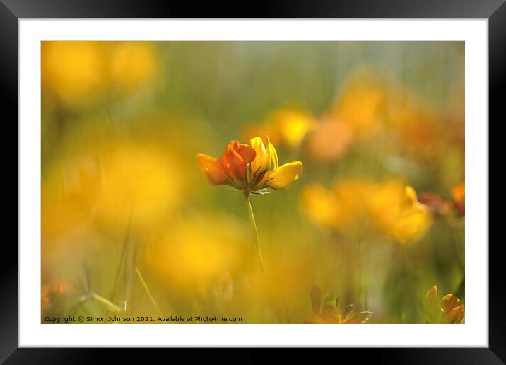 A close up of a  meadow flower Framed Mounted Print by Simon Johnson