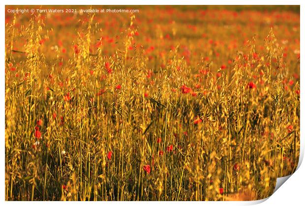 Poppies and Oats Print by Terri Waters