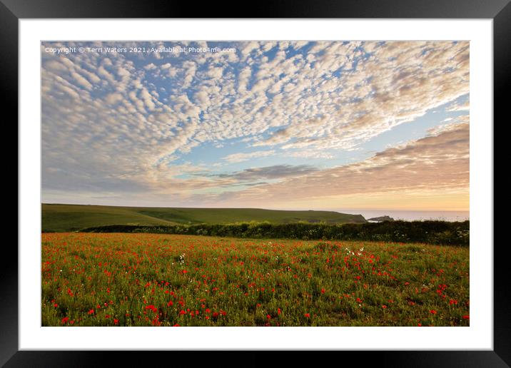 Polly Joke Flower Field Sunset Framed Mounted Print by Terri Waters