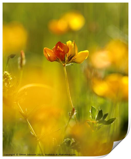 meadow flower Print by Simon Johnson