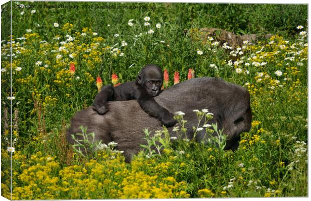 Gorilla Baby Holding On To His Mother Canvas Print by rawshutterbug 