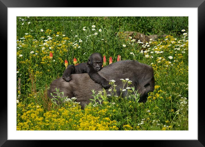 Gorilla Baby Holding On To His Mother Framed Mounted Print by rawshutterbug 