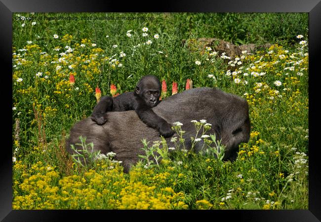 Gorilla Baby Holding On To His Mother Framed Print by rawshutterbug 