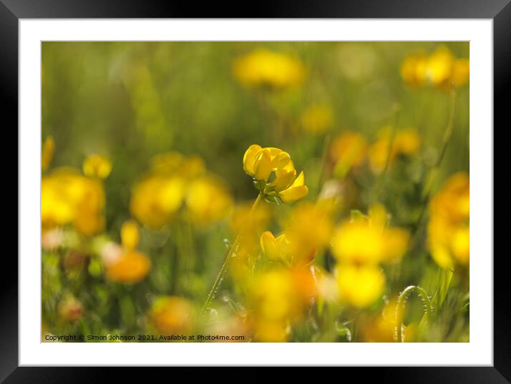 meadow flower Framed Mounted Print by Simon Johnson