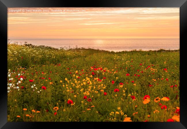 Warm Sunset at the Flower Fields Framed Print by Terri Waters
