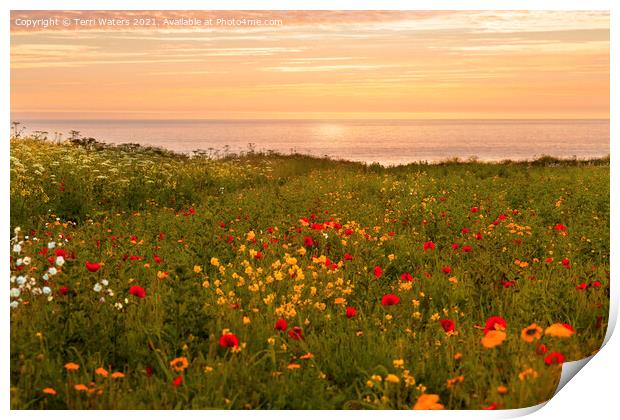Warm Sunset at the Flower Fields Print by Terri Waters