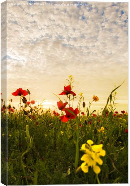 Poppy and Charlock Sunset Canvas Print by Terri Waters