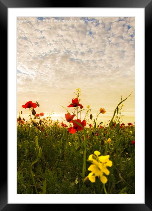 Poppy and Charlock Sunset Framed Mounted Print by Terri Waters