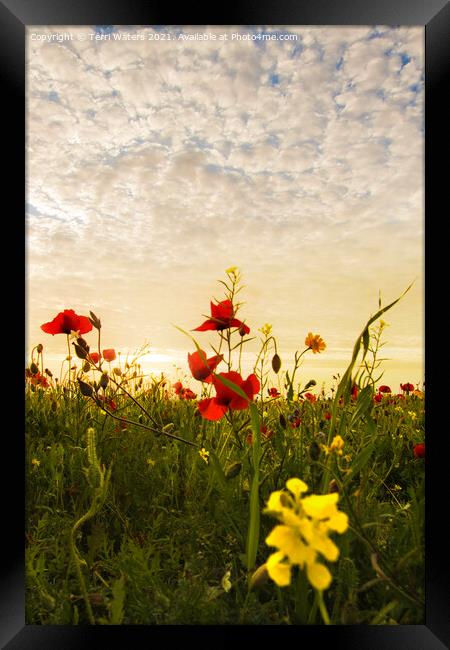 Poppy and Charlock Sunset Framed Print by Terri Waters