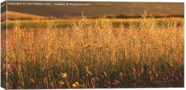 Golden Oats Sunset Panorama Canvas Print by Terri Waters