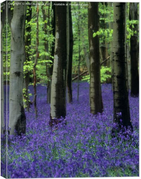 Bluebells in a Bluebell Wood in Beech Woodland Canvas Print by Pearl Bucknall
