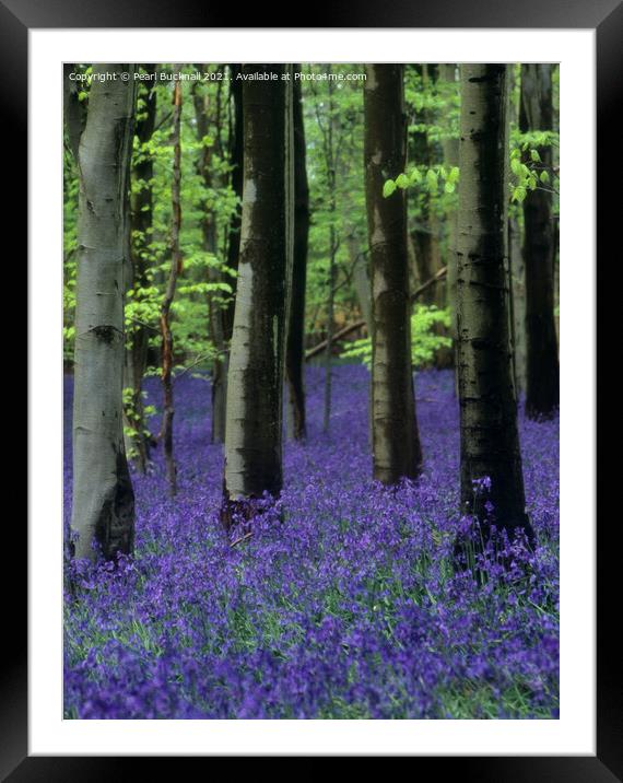 Bluebells in a Bluebell Wood in Beech Woodland Framed Mounted Print by Pearl Bucknall
