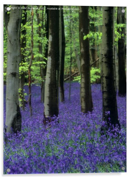 Bluebells in a Bluebell Wood in Beech Woodland Acrylic by Pearl Bucknall