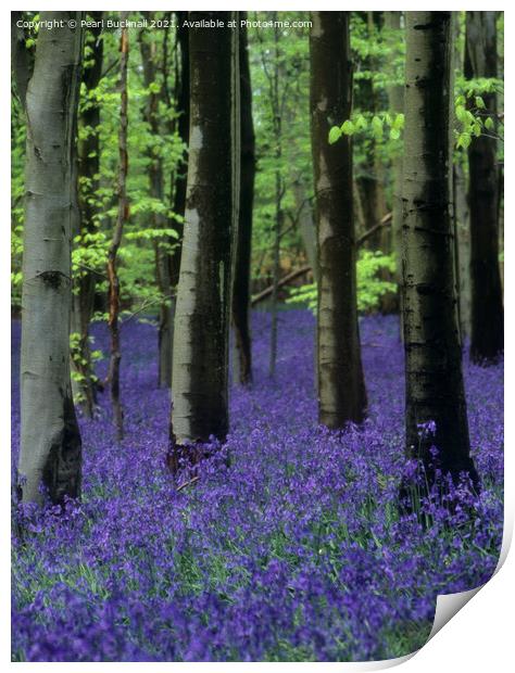Bluebells in a Bluebell Wood in Beech Woodland Print by Pearl Bucknall