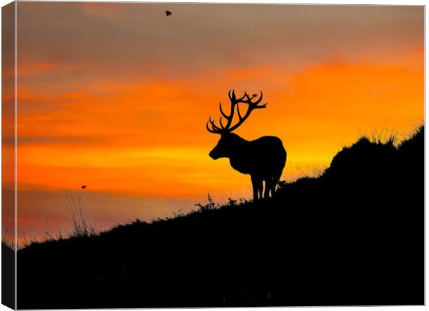 Red Stag on the horizon Canvas Print by Andrew Scott
