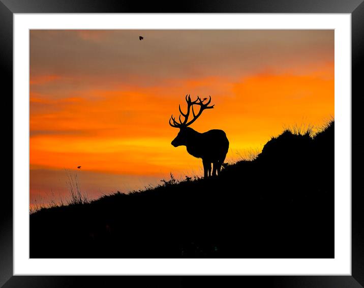Red Stag on the horizon Framed Mounted Print by Andrew Scott
