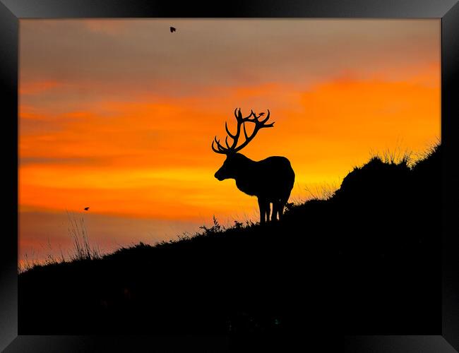 Red Stag on the horizon Framed Print by Andrew Scott