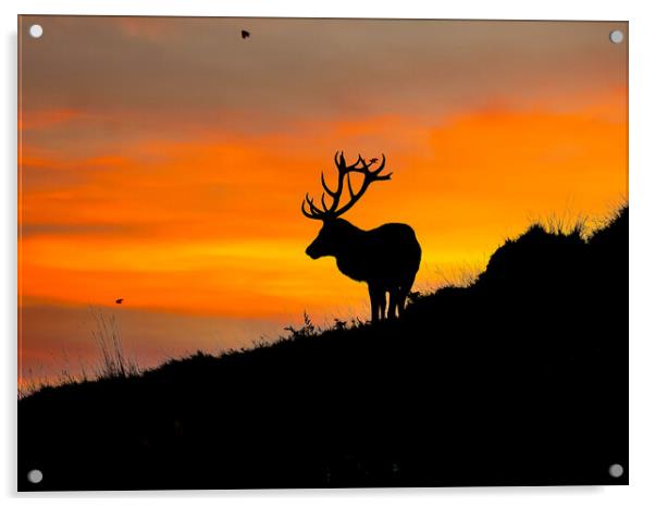 Red Stag on the horizon Acrylic by Andrew Scott