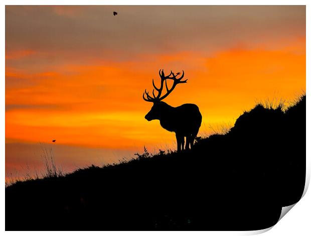 Red Stag on the horizon Print by Andrew Scott