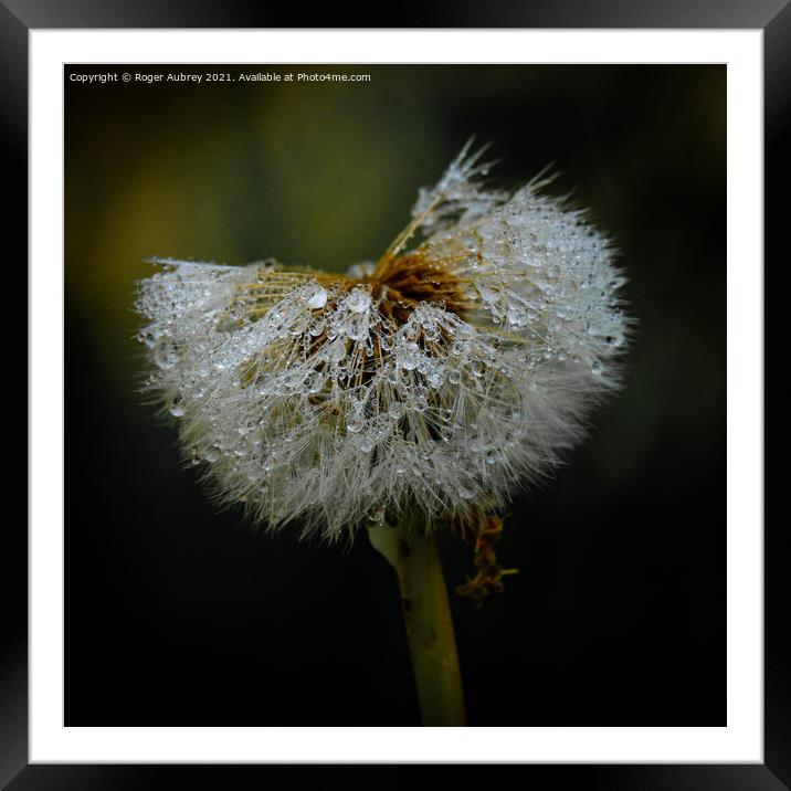 Raindrops on a dandelion  Framed Mounted Print by Roger Aubrey
