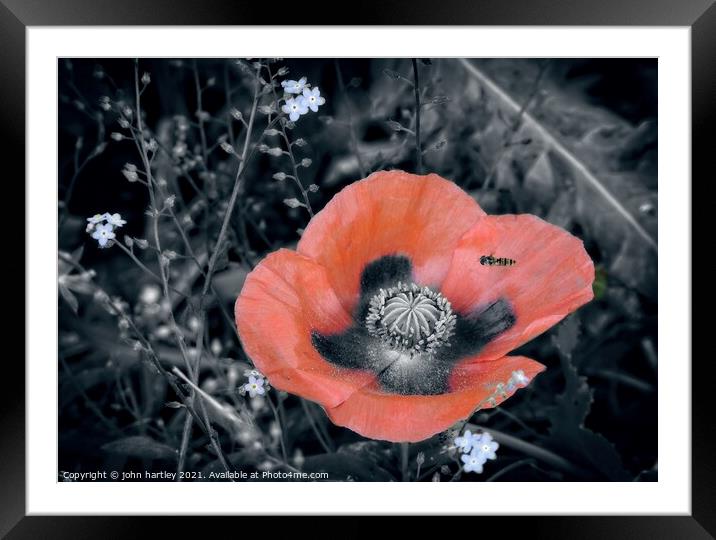 Red Poppy & A Hover Fly Framed Mounted Print by john hartley