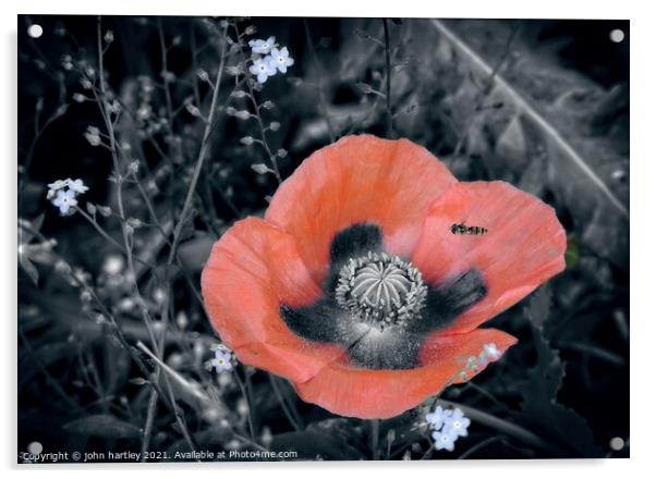 Red Poppy & A Hover Fly Acrylic by john hartley