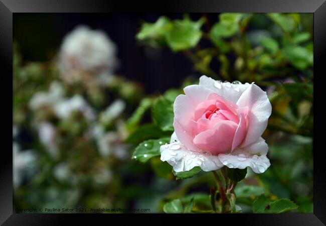 Pink rose & raindrops Framed Print by Paulina Sator