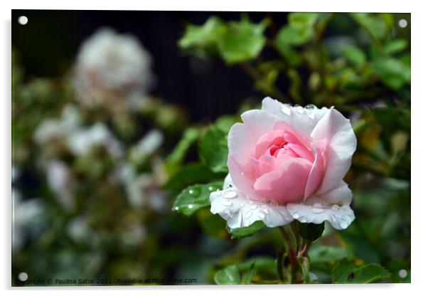 Pink rose & raindrops Acrylic by Paulina Sator