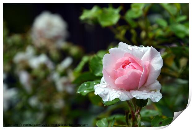 Pink rose & raindrops Print by Paulina Sator