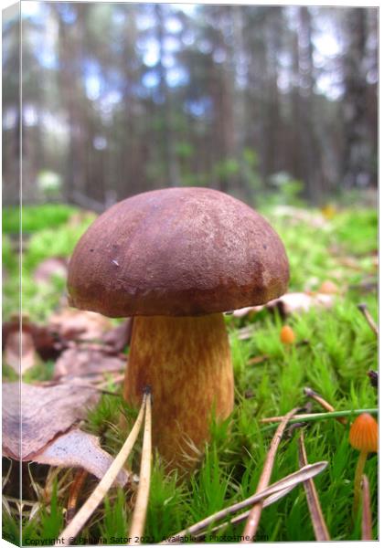 Bay bolete in the forest Canvas Print by Paulina Sator
