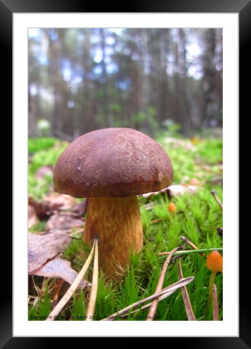 Bay bolete in the forest Framed Mounted Print by Paulina Sator