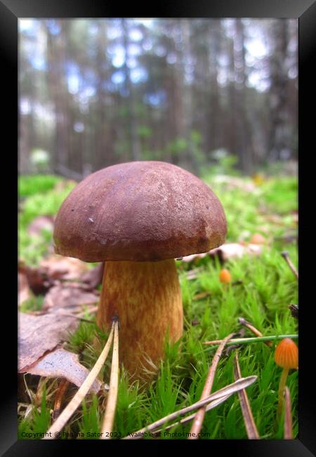 Bay bolete in the forest Framed Print by Paulina Sator