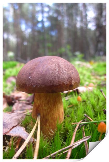 Bay bolete in the forest Print by Paulina Sator