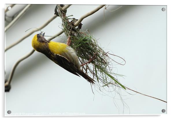 Baya,a weaver bird.[m] Acrylic by Bhagwat Tavri