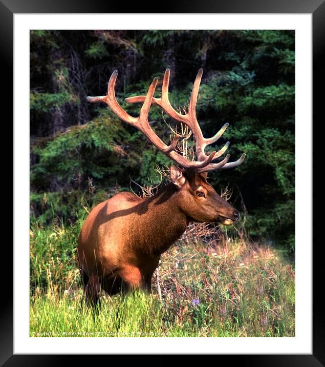 Alberta Elk  Framed Mounted Print by Elaine Manley