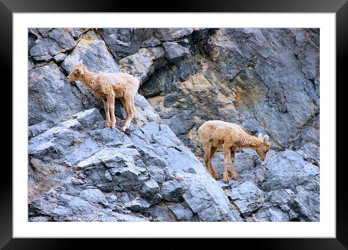 Baby Bighorn Sheep  Framed Mounted Print by Elaine Manley