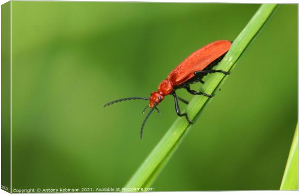 The Fierce and Vibrant Red Soldier Beetle Canvas Print by Antony Robinson