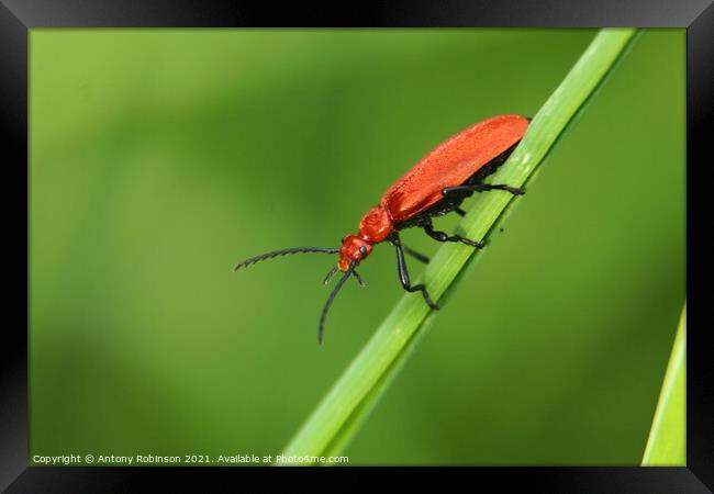 The Fierce and Vibrant Red Soldier Beetle Framed Print by Antony Robinson