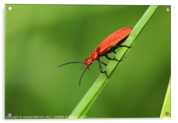 The Fierce and Vibrant Red Soldier Beetle Acrylic by Antony Robinson