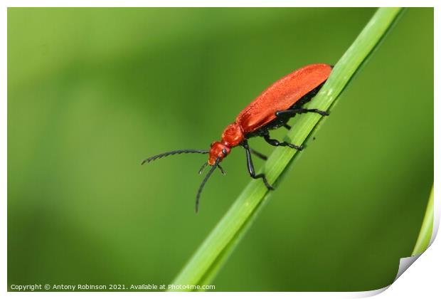 The Fierce and Vibrant Red Soldier Beetle Print by Antony Robinson