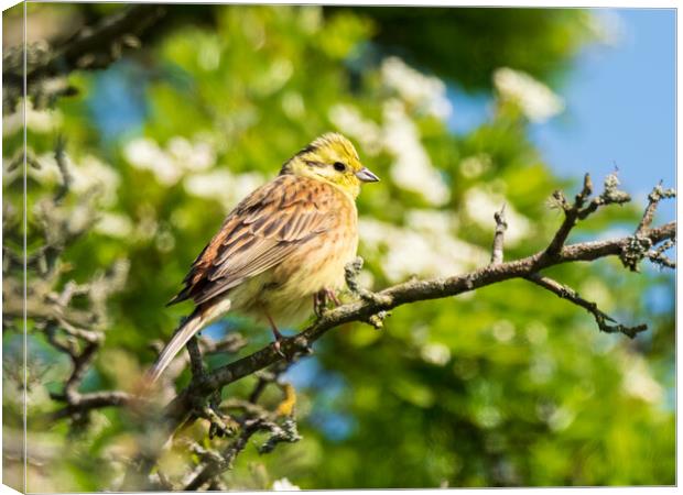 Yellowhammer perched in a tree. Canvas Print by Tommy Dickson
