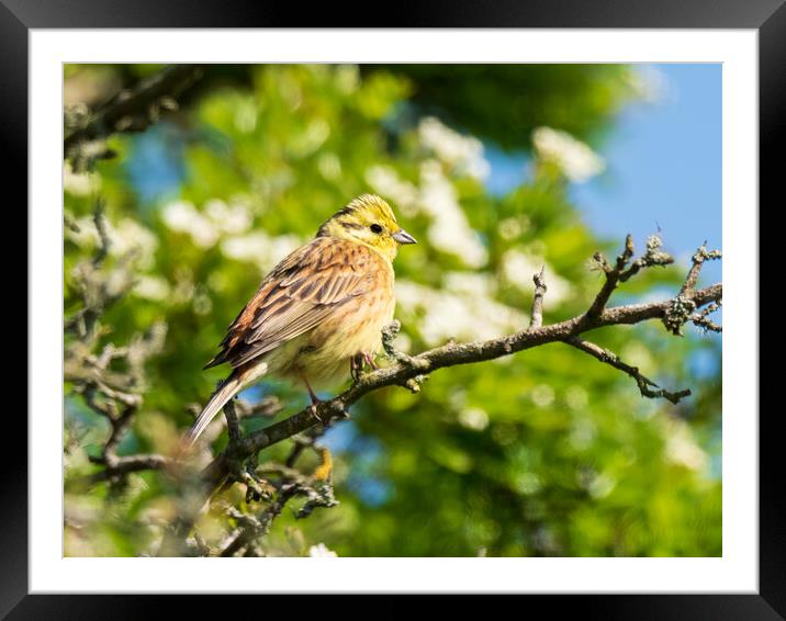 Yellowhammer perched in a tree. Framed Mounted Print by Tommy Dickson