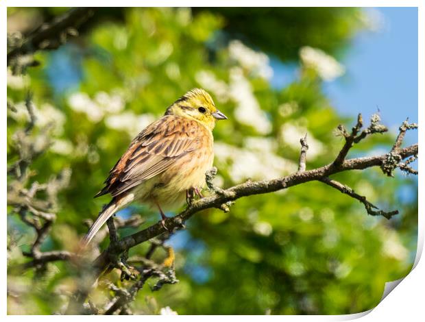 Yellowhammer perched in a tree. Print by Tommy Dickson