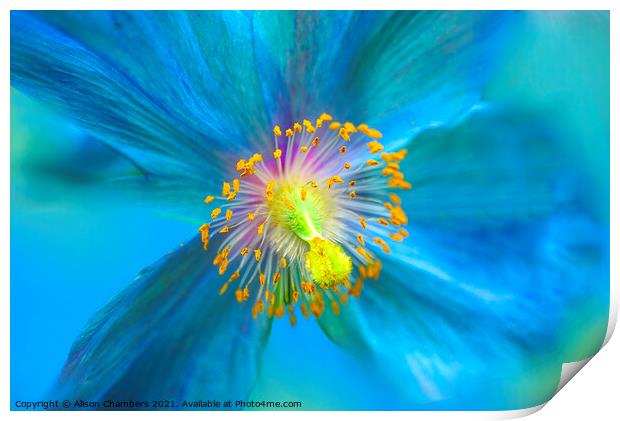 Himalayan Blue Poppy Print by Alison Chambers