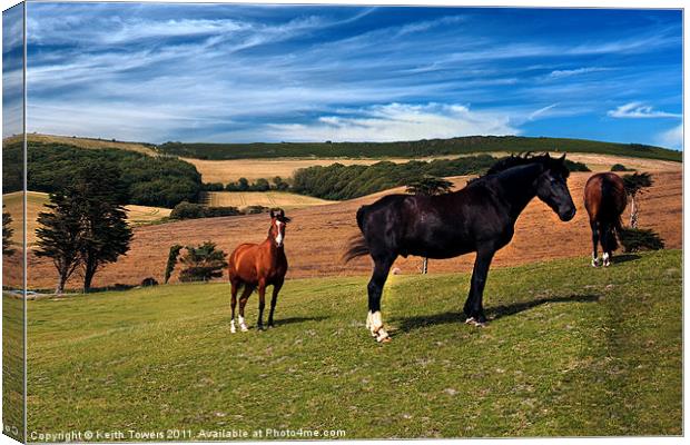 Horses Grazing Canvases & Prints Canvas Print by Keith Towers Canvases & Prints