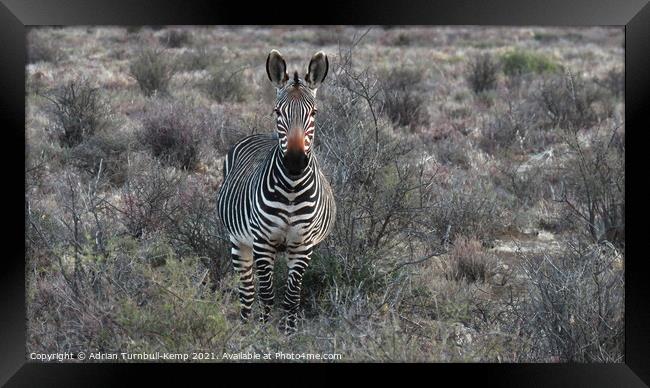 Curious Cape Mountain Zebra Framed Print by Adrian Turnbull-Kemp