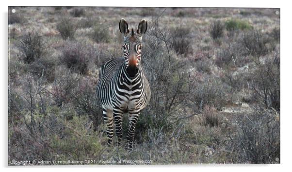 Curious Cape Mountain Zebra Acrylic by Adrian Turnbull-Kemp