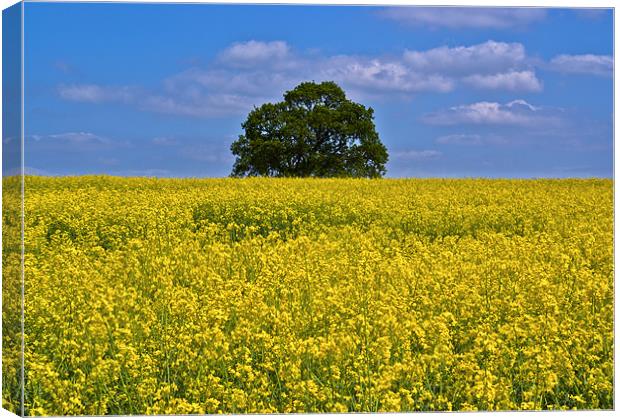 Late Spring Colours - Rape Field Canvas Print by Trevor Kersley RIP