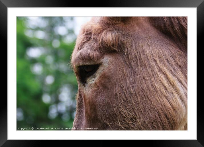close-up of a donkey Framed Mounted Print by daniele mattioda